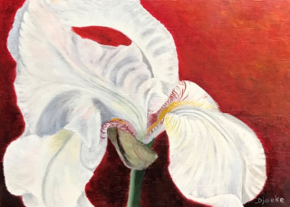 Iris
