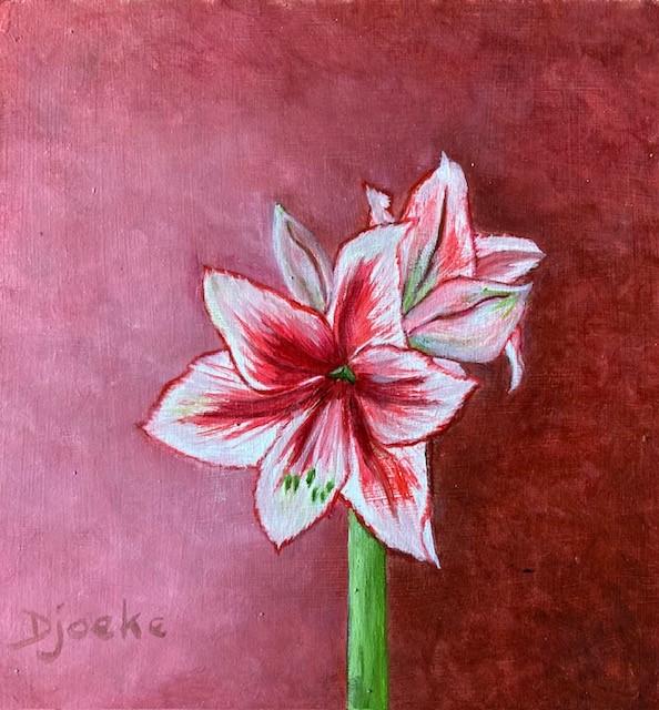 Amaryllis